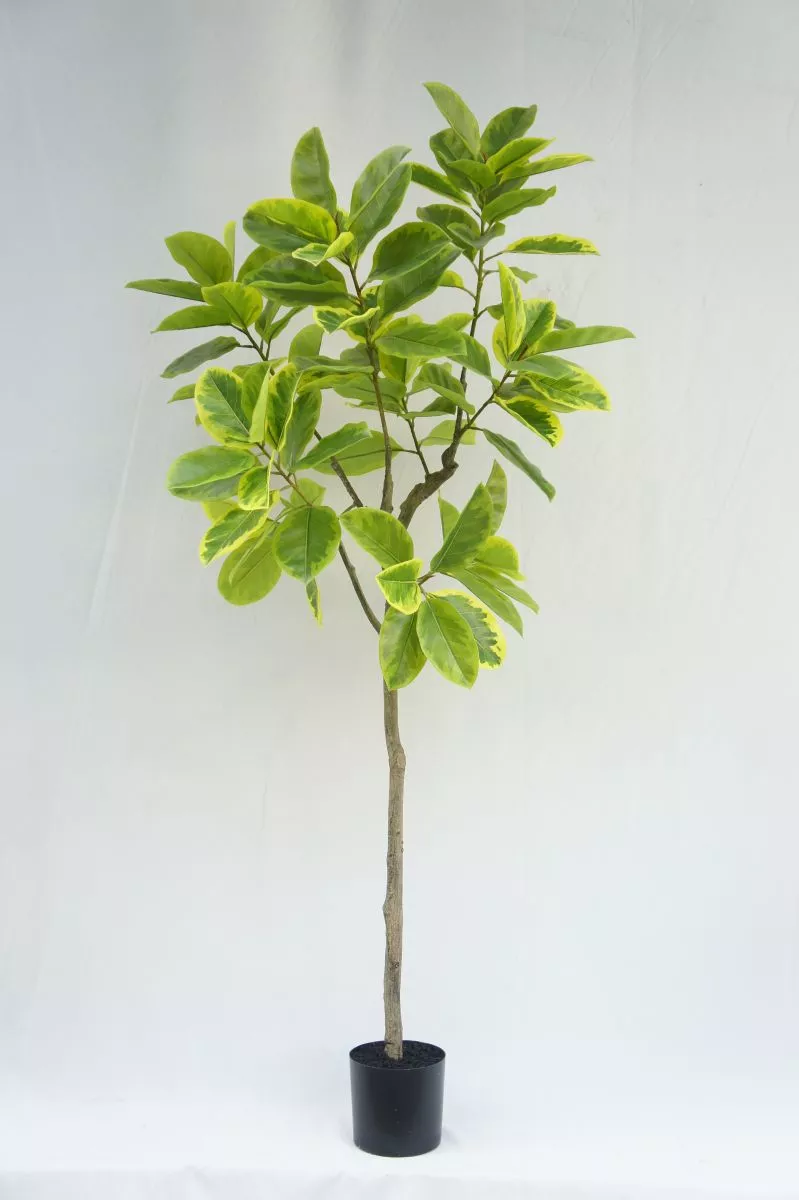 Artificial Ficus Altissima, 210 CM